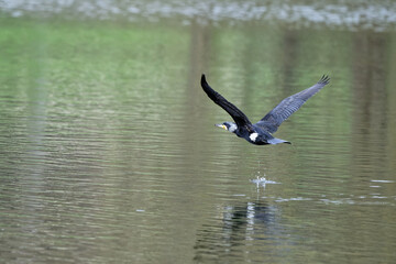 cormoran
