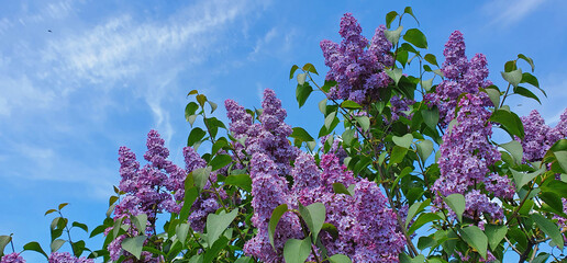 Spring purple lilac flowers close-up on blurred background. - 755695963