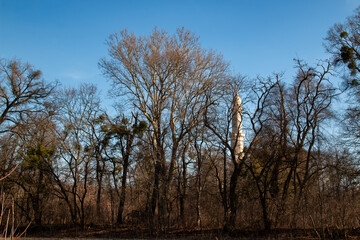 Historical minaret in a park, Lednice, Czechia
