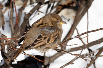 House sparrow fluffing up its feathers sits on a branch during the winter cold. Passer domesticus, sparrow family Passeridae. Female bird - 755696963