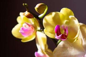 Wild orchid in extremely rare color - yellow with velvet heart