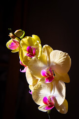 Wild orchid in extremely rare color - yellow with velvet heart