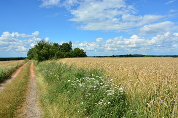 Obraz premium Feldweg am Getreidefeld