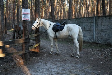 A large white horse is grazing on a horse farm.