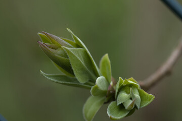 growing leaves on a branch in the garden