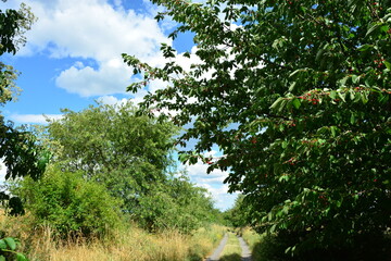 Kirschbaum