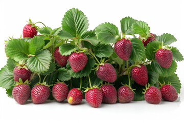 Ripe, organic strawberries offer fresh, sweet bursts of summer flavor, a delicious and healthy treat.