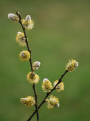 Frühling, Blüten überall, Weidenkätzchen Salix blühen