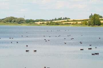 Seenlandschaft mit Wildgänsen