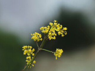 Frühling, Blüten überall, gelbe Kornelkirsche (Cornus mas)  blüht 
