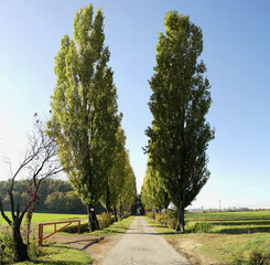 Background with beautiful tree-lined avenue in the countryside of Mantua, Lombardy, Italy