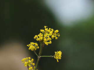 Frühling, Blüten überall, gelbe Kornelkirsche (Cornus mas)  blüht 