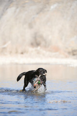 black labrador retriever running in the water with a duck in its mouth