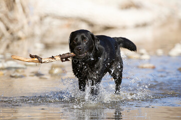 black labrador retriever running in the water with a stick in its mouth