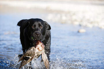 black labrador retriever running in the water with a duck in its mouth