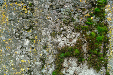 An old concrete wall with green moss growing on it. Rough textured surface