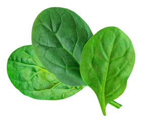 Spinach leaves isolated on white background. Various fresh green Spinach Macro. Top view. Flat lay..