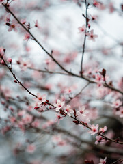 blossom in spring