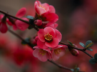 Obraz premium Chaenomeles branch in blossom. Chaenomeles japonica. Flower of Maule quince