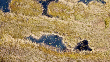 Aerial landscape of green autumn trees, dark expanse of water and yellow grass on a sunny swamp, top view.