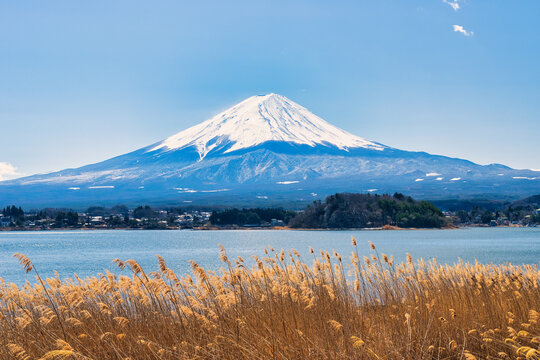 Tokyo Japan : 9 March 2024. Fuji mountain in Japan Beautiful tourist attractions that show the culture, traditions, visitors can visit every day. In the city of Tokyo.