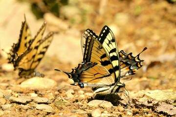 butterfly on the rock