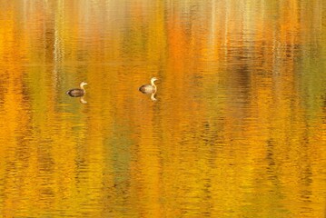 Naklejka premium ducks in the pond