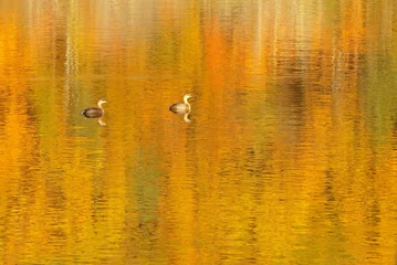 Fototapeten ducks in the pond © Xuan