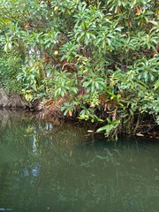 Views of the beautiful landscape of Kerala, India