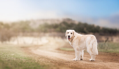 Obraz premium A happy golden retriever a retriever walks along a country road in a field and turns around to look back. Walk with dog. Life with dog.