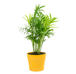 Isolated small young parlour palm with green leaves in yellow pot. Isolated plants in pots for interior