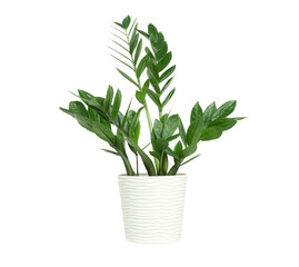 Isolated young zamioculcas with green glossy foliage in white pot. Isolated plant in pots for interior