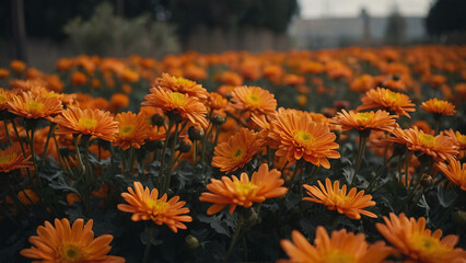 flowers in the garden