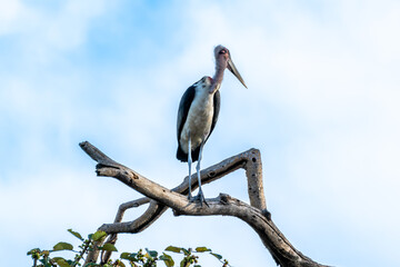 Ethiopia, Marabou Stork