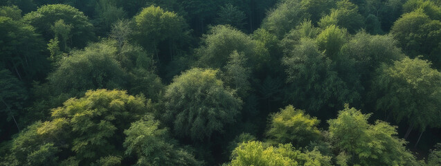 Fototapeta premium An Aerial View of a Dense Forest Canopy in the Early Morning