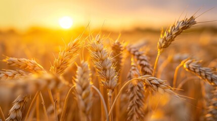 Wheat ears in field with sunset glow in background centered professional - obrazy, fototapety, plakaty