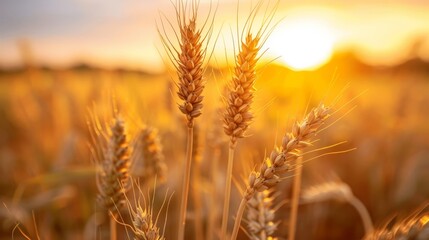 Wheat ears in field with sunset glow in background centered professional