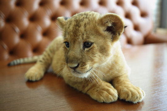 Funny lion calf looks around and lies on table near sofa in cafe