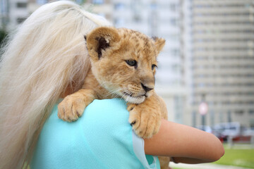 Blonde holds calf of lion on her shoulder outdoor, back view, close up