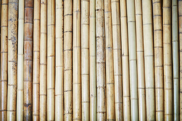 Fence of brown bamboo trunks