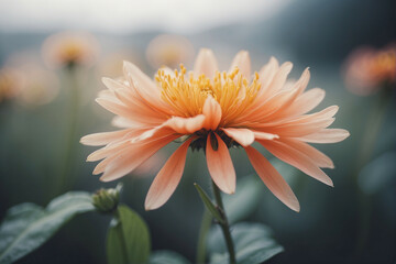 Fototapeta premium Close Up of a Flower With Blurry Background