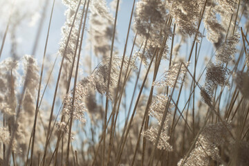 Dry grass in light of sun. Plants in field. Details of nature.