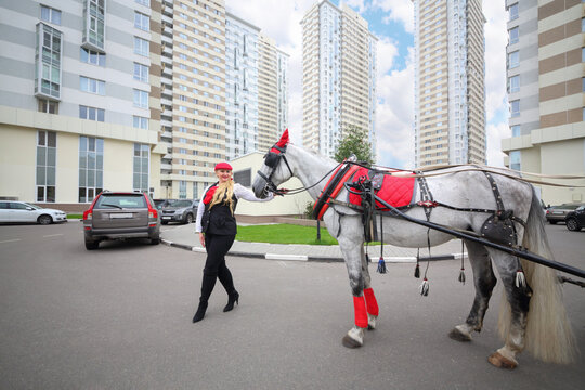 Coachman young woman stands with horse in red harness near residential buildings