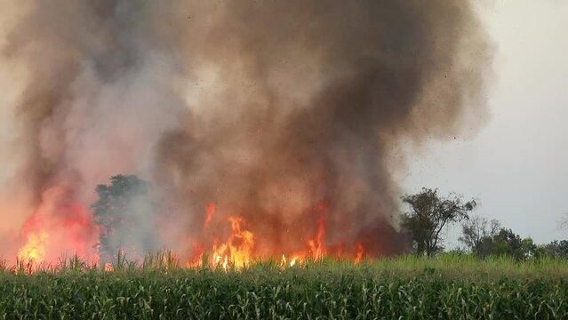 Farmers burn sugarcane fields before harvesting. Cause pollution to the environment. Human burning of forests leads to global warming and climate change. Asian. Thailand