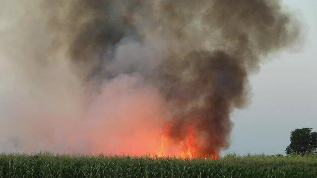 Farmers in Thailand burn sugarcane fields before harvesting. Causes pollution to the environment Human burning of forests leads to global warming and climate change.