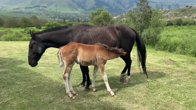 Young Foal Feeding from Mother in Lush Green Surroundings