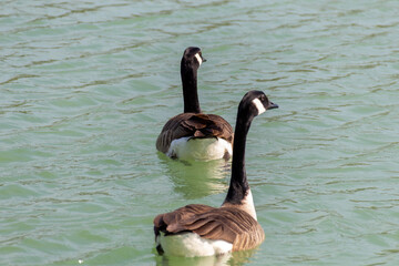 two geese on the lake