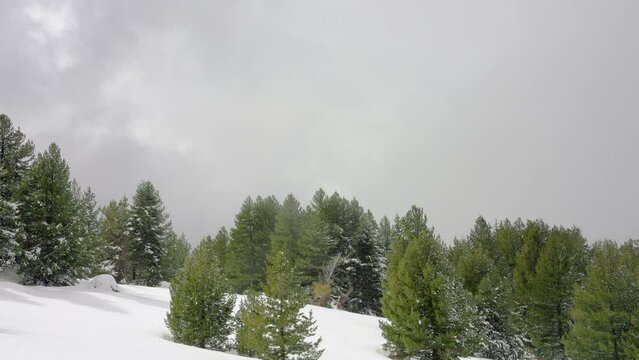 Timelapse captured on a wintry mountain slope with trees submerged in chaotically moving clouds.