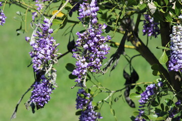A bush of blue and purple flowers hangs along a roadside where a hike and bike comes out of a forest. The bush was covered from top to bottom.
