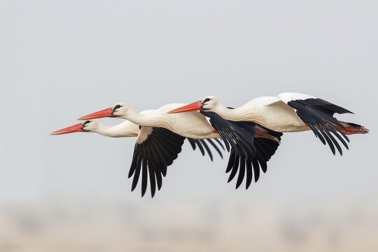 Three white storks are flying against a blurred background. Migrating birds. Natural background.